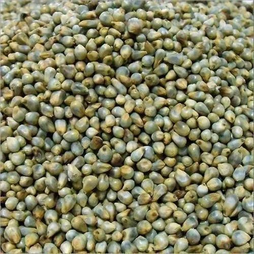 Indian Green Bajra (Pearl Millet), 50 Kg