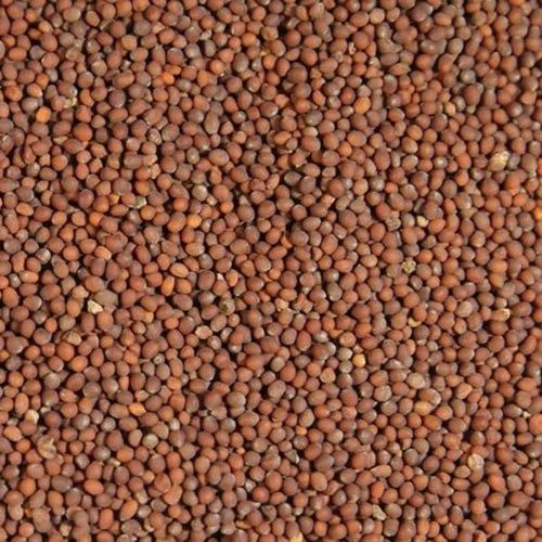 Black Brown Mustard Seeds, Bold