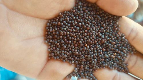 Brown Mustard Seeds