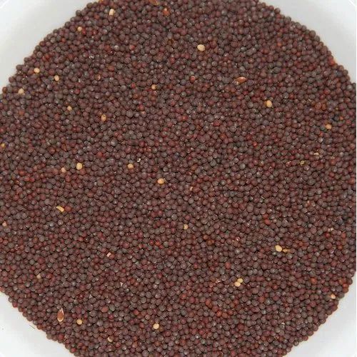 Amazing Dreamz Red Mustard Seed, Packaging Type: PP Bag