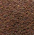Mustard Seeds (Sarsom )