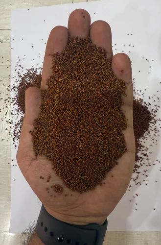 DOLLAR by RR - Organic Rai Seeds / Red Mustard Seed / GRADE : Premium USA