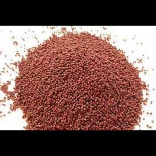 Red Mustard Seeds Khaman Rai, 50 Kg