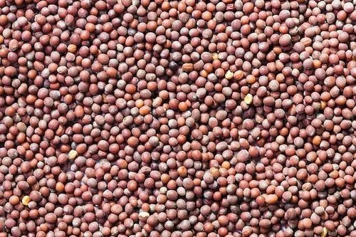 Red Mustard Seeds