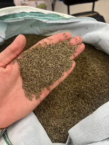 Variety: Jeera ( Cumin Seed ) Caraway Seeds Shahjeera