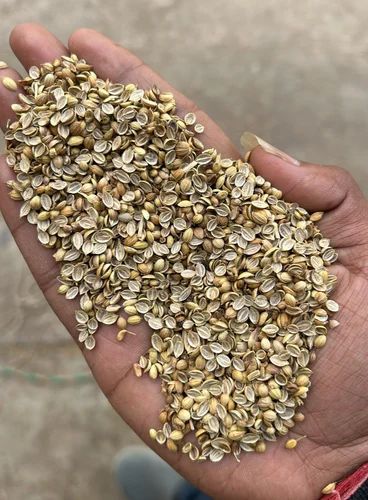 Green Eagle Split Hybrid Coriander Seeds