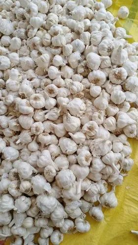 Organic White Garlic, 20mm(Length)