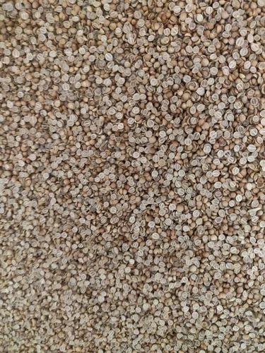 Agriculture Hybrid Coriander Seeds