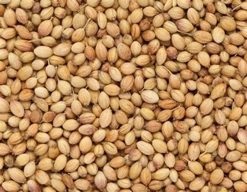 Badami Grade Sabut Hybrid Coriander Seed, 41 kg, Whole Seeds