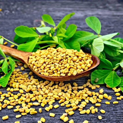 25 Kg Fenugreek Seed, Packaging: Packet, Packaging Size: 10Kg