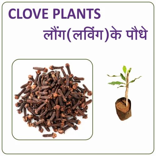 Clove Plant Seeds, Whole, Premium