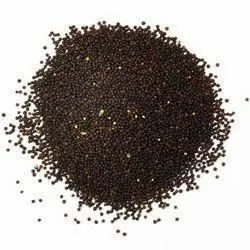 Uttrakhand Jakhiya Seeds