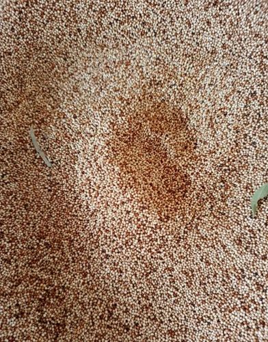 Organic Barnyard Millet