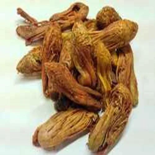 Wild Mace ( Rampatri ) Medicinal Herbs