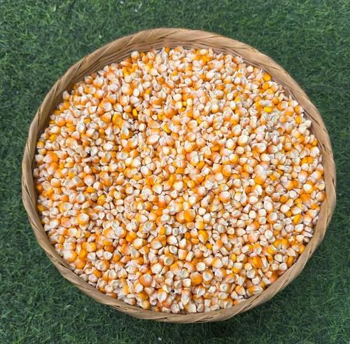 Organic Maize Whole / Makka (DESHI)