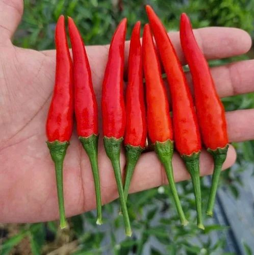 100% Organic Fresh Red Chili Super Best Price