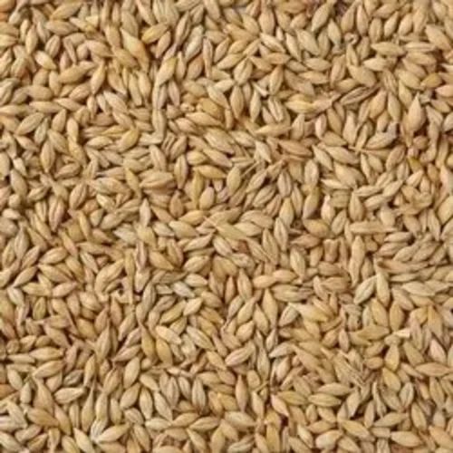 Dried Cattle Feed Barley Grain, Packaging Size: 30 kg