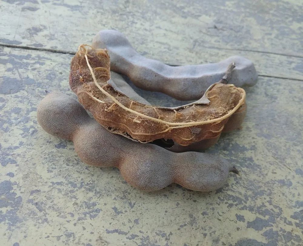 Orgenic imli/Tamarind
