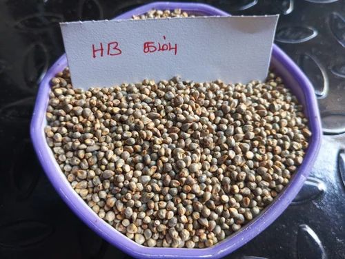 Bajra - Kambu