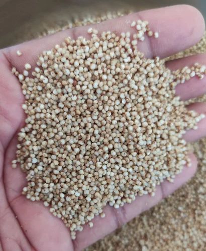Kodo Millet (Varagu, Kodra, Kodari, Araka)