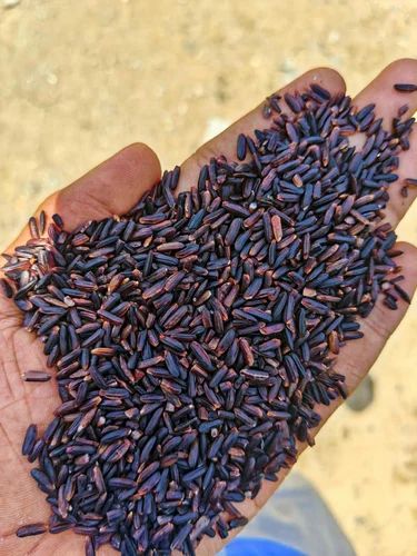 AmbyGold Black Rice