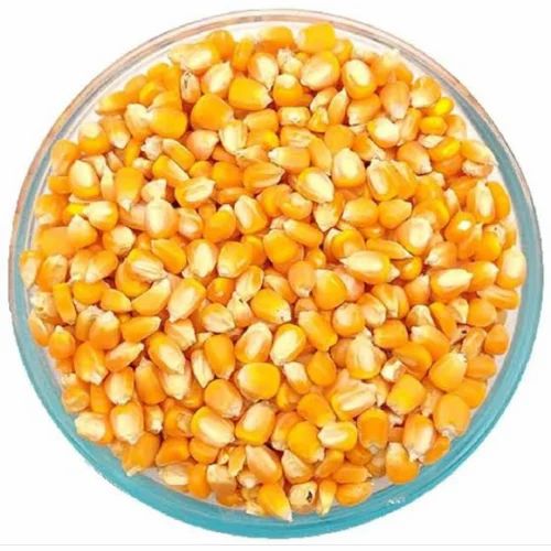 Yellow A Grade Raw Maize