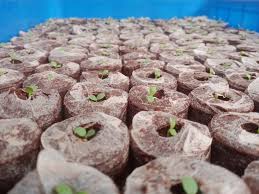Coir Pellet