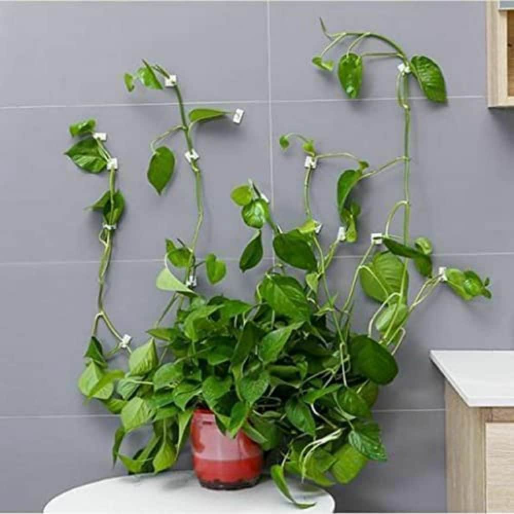Plant Clip