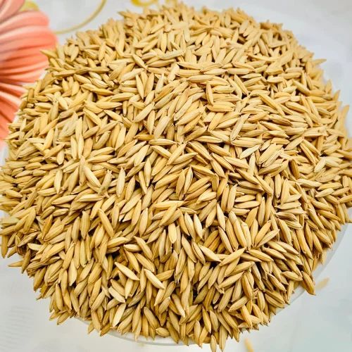 Brown Swarna Paddy Rice, Packaging Size: Loose, Packaging Type: PP Bag
