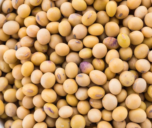 Non-GMO Yellow Soybeans, Whole Beans
