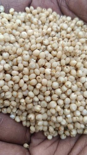 White Mahindra Sorghum