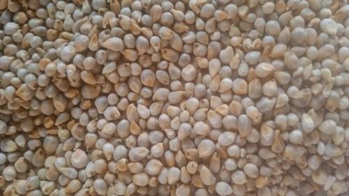 Composite Pearl Millet Bajra, High in Protein