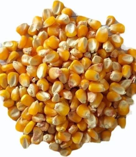 Yellow A Grade Maize Whole Grain For Poultry Feed (Below 14% Moisture)