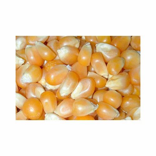 Organic Maize Corn