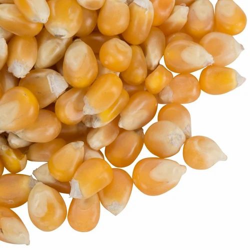 Yellow Raw Popcorn Maize, Organic