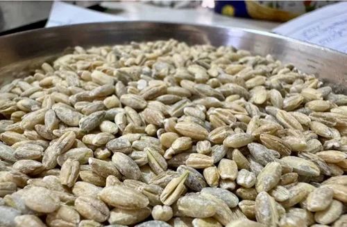 Whole Barley Pearl Grains, For Human Consumption