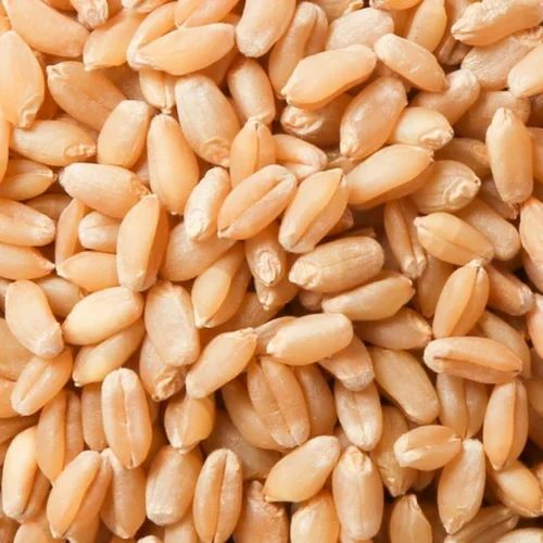 Organic Sharbati Wheat Seeds