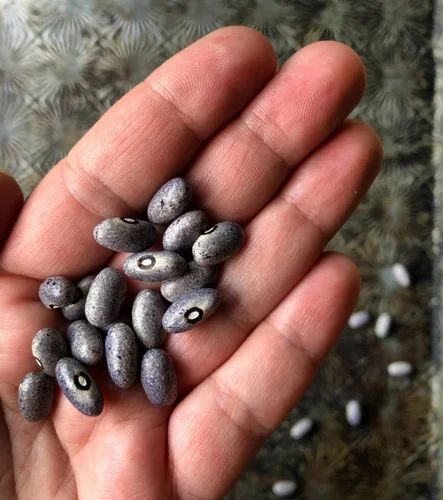 Green Gram (Moong) Dried Beans, 50 kg, Split with Skin (Chilka)