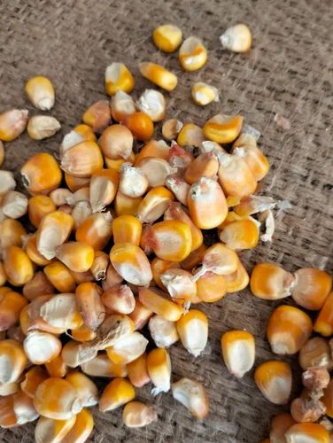 Yellow Maize Seeds