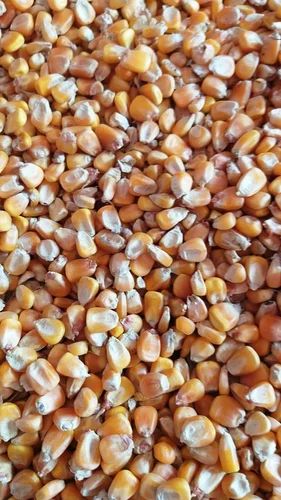 Yellow Maize