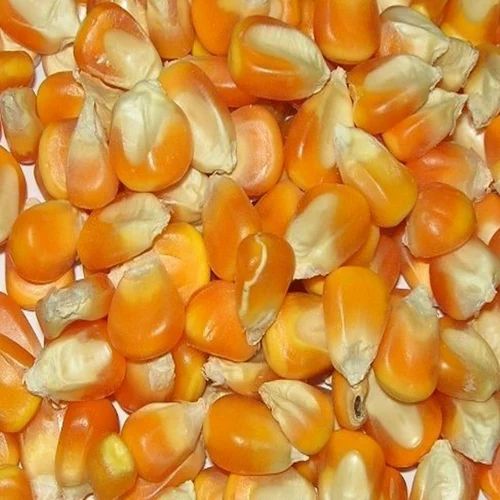 Yellow Maize, High in Protein