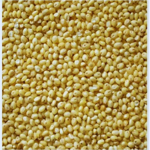 Browntop Millets Wholesale