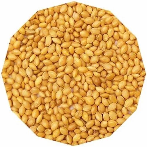 Yellow Millet Seed