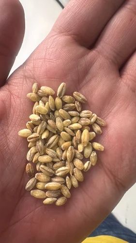 Jau Ghat/ Hulled Barley/ Barley Ghat, For Human Consumption