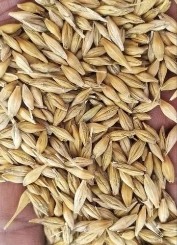 Dry Brown Whole Barley Grain, Size: 2mm, High in Protein