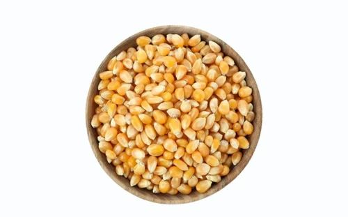 HoneyBee YELLOW Popcorn Kernel Seeds, Organic, Packaging Type: Bags