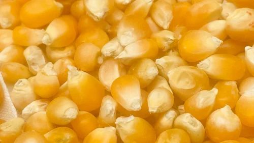 Butterfly Popcorn Seeds