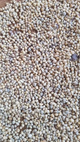 White Browntop Millet Seed, High in Protein