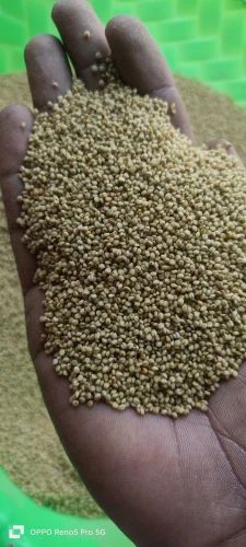Browntop Millet
