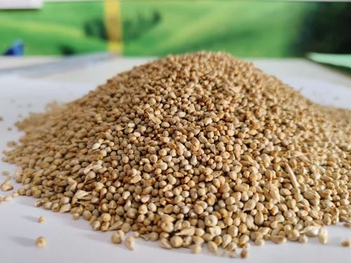 Green Millet Bajra